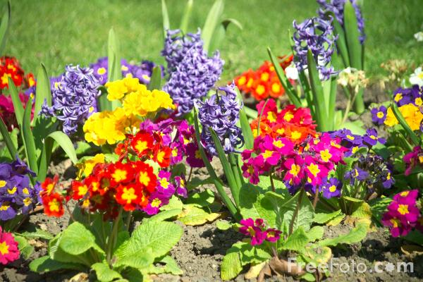 growing yarrow plant